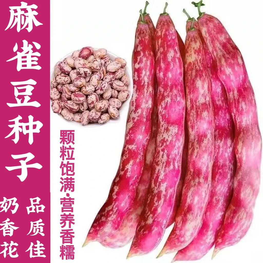 奶香花家雀蛋豆种子油豆角种子架豆四季豆鼓豆豆种子花豆种子菜豆