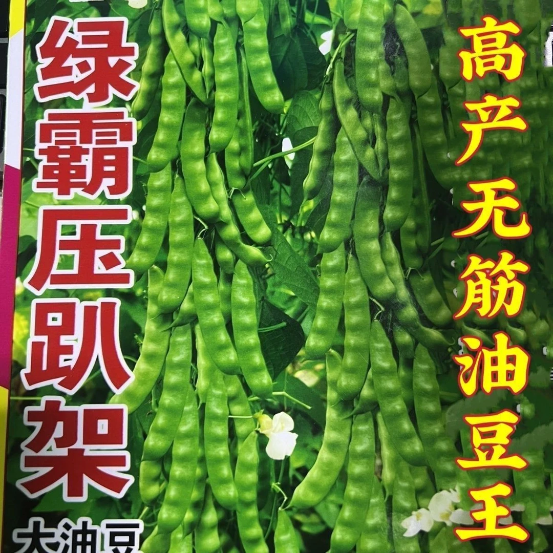 绿霸压趴架大油豆种子无筋无柴肉厚东北大油豆种子春秋两季种子