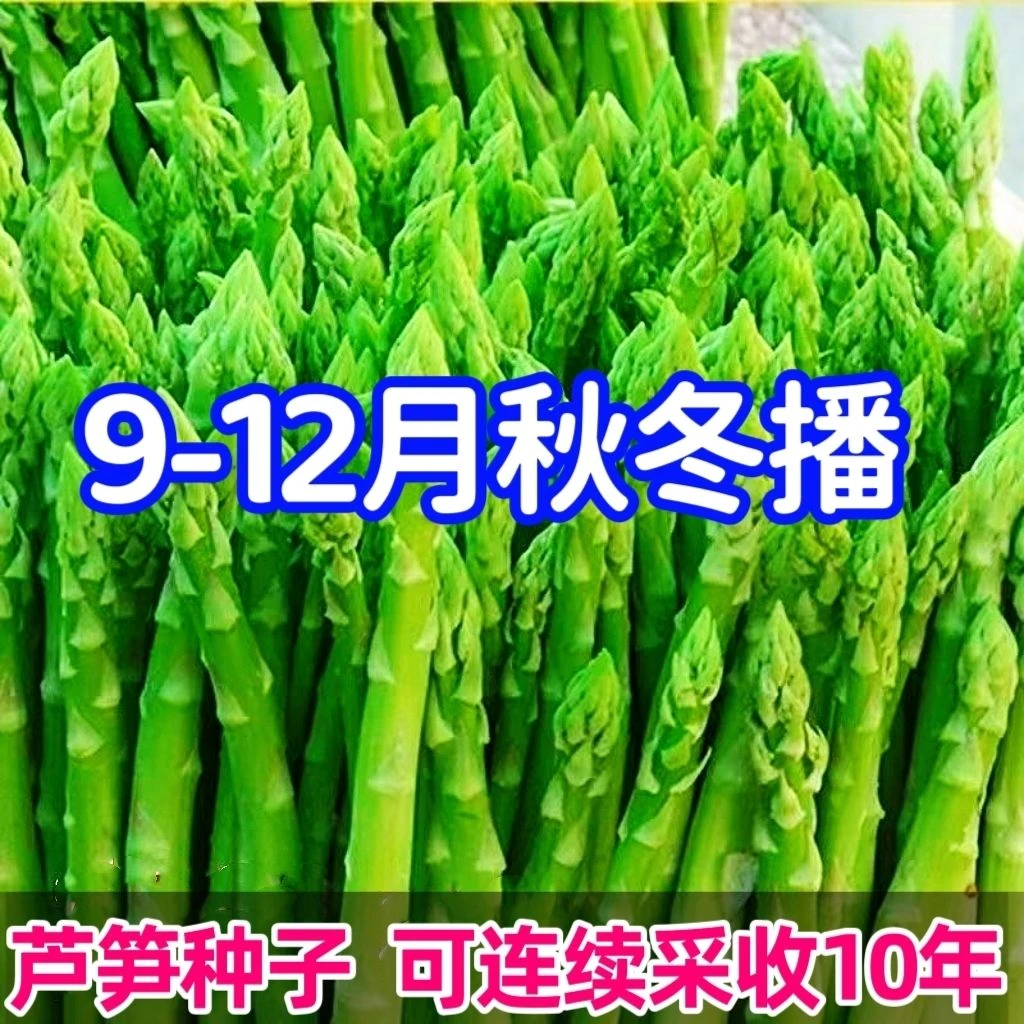 多年生芦笋种子(可采收10年)四季种庭院盆栽芦笋籽农家自种芦笋籽