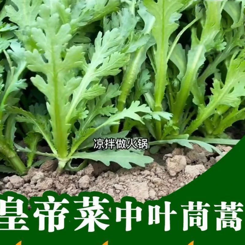 皇帝菜中叶茼蒿种子青菜种籽春菊菜种茼蒿菜种籽种四季蔬菜孑菜籽