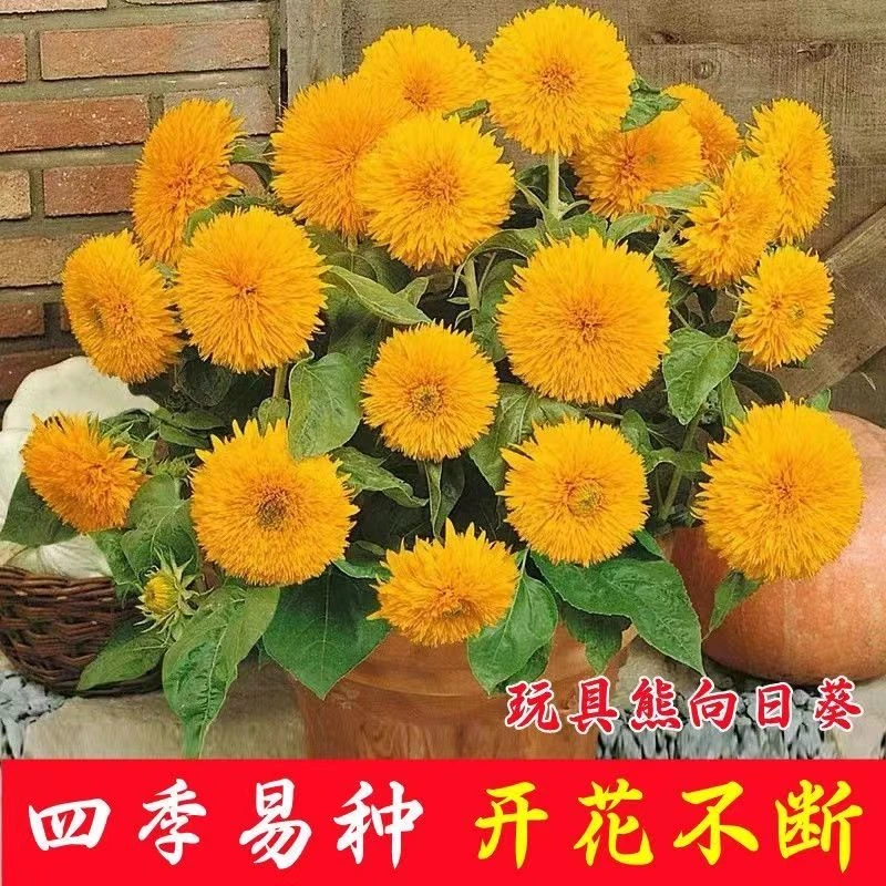 玩具熊向日葵种子泰迪熊向日葵四季阳台盆栽矮杆向日葵观赏花种籽