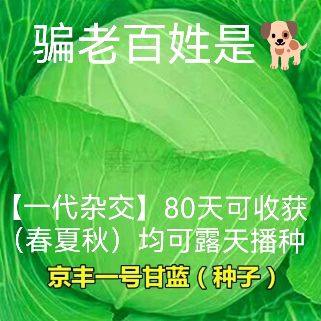 京丰一号甘蓝种子卷心菜种籽莲花白绿甘蓝包菜种子四季播蔬菜种子