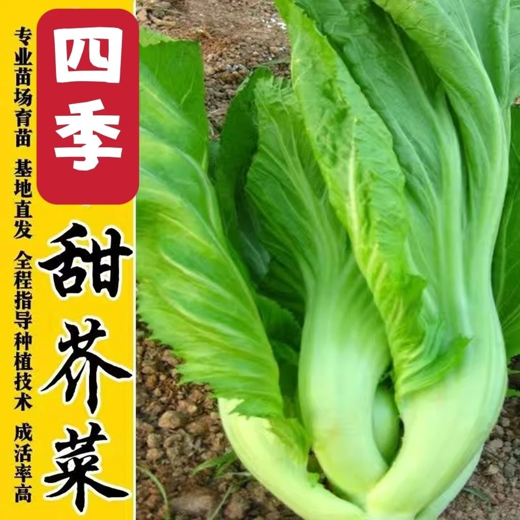广东水东四季甜芥菜种子鸡心盖菜籽四季秋播蔬菜种子田园阳台盆栽