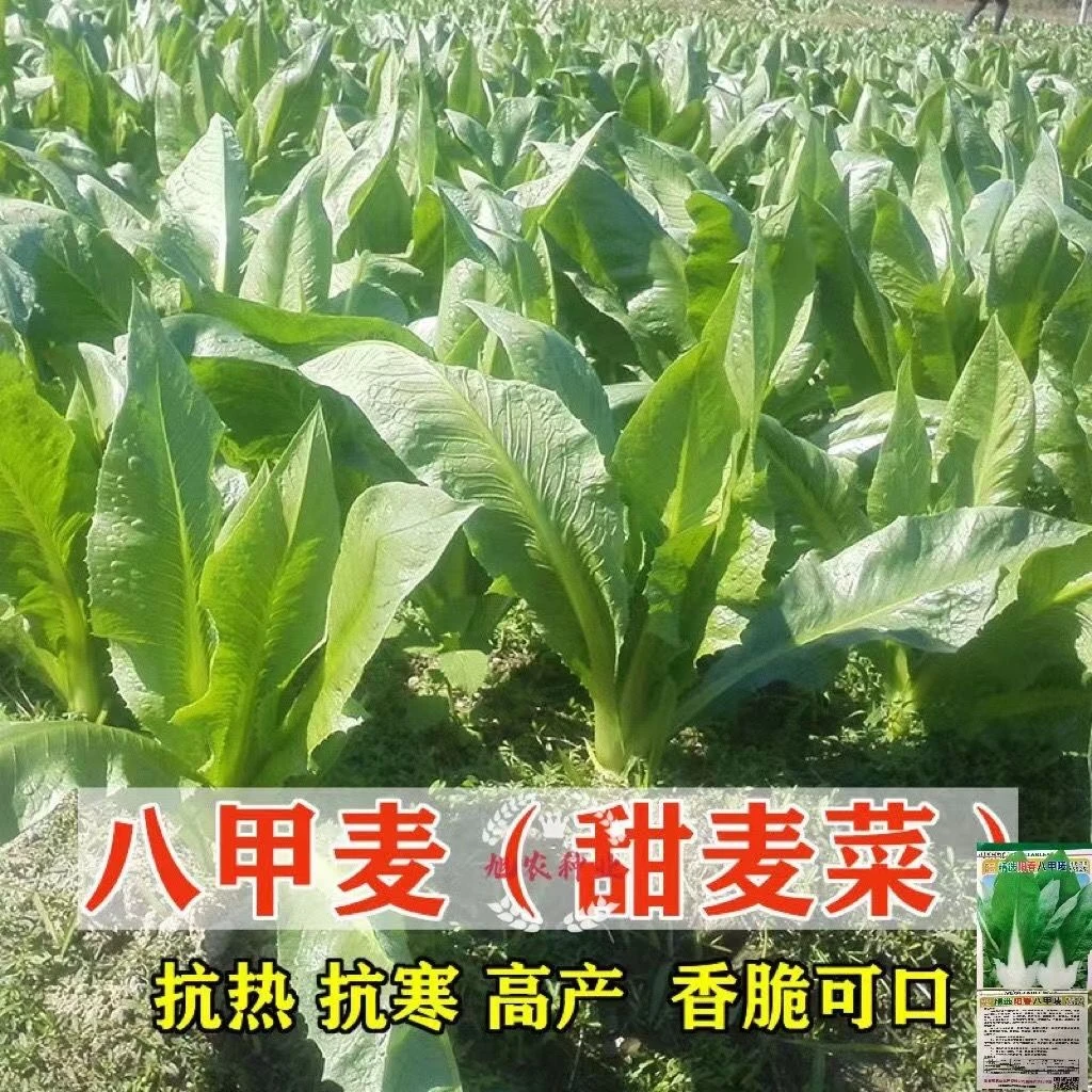 大宽叶八甲麦甜麦菜种子八甲唛油麦菜种籽菊苣四季蔬菜种子白麦菜
