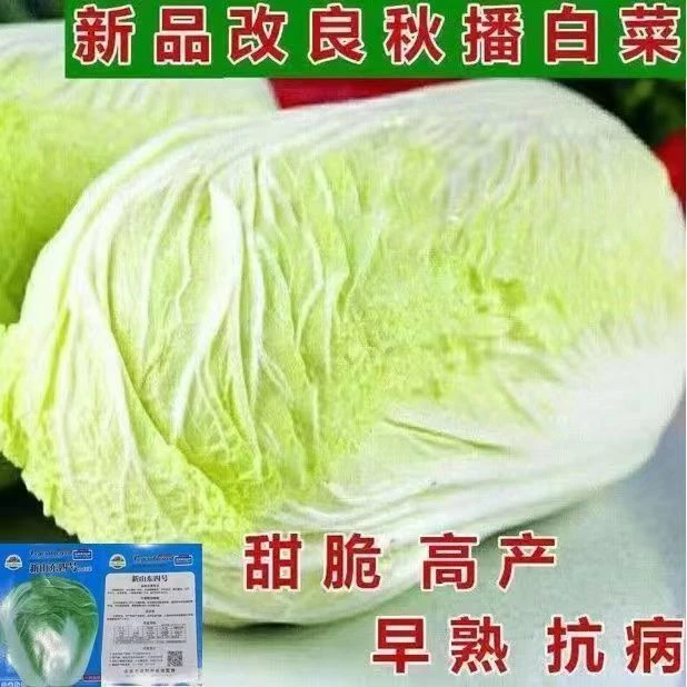 山东四号大白菜种子高产抗病耐寒包心白菜籽四季蔬菜种子大全