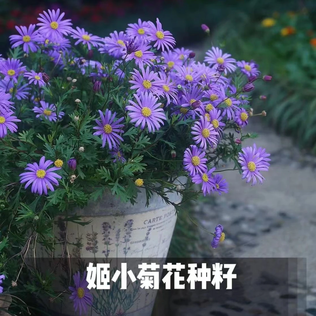 花种姬小菊花种子四季易活开花爆盆花卉种子室内外盆栽耐寒花种子