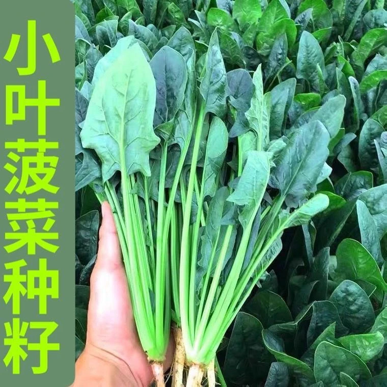 农家小叶菠菜种子非转基因老品种秋冬四季播种可留种阳台菜园