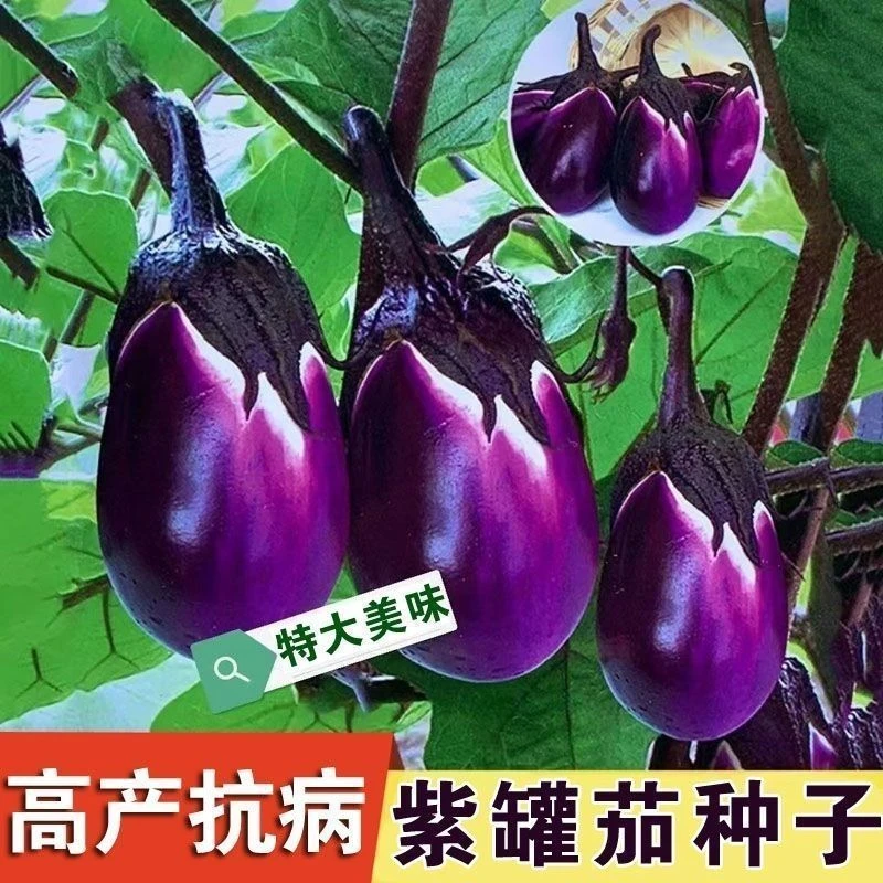 湖南本地茄子种子特大紫罐茄种子牛心紫黑罐茄春季四季播蔬菜种子