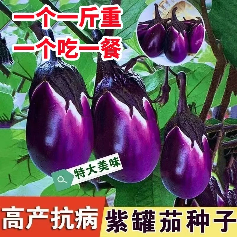 【热卖】茄子种子特大紫罐茄种子牛心紫黑罐茄春季四季播蔬菜种子