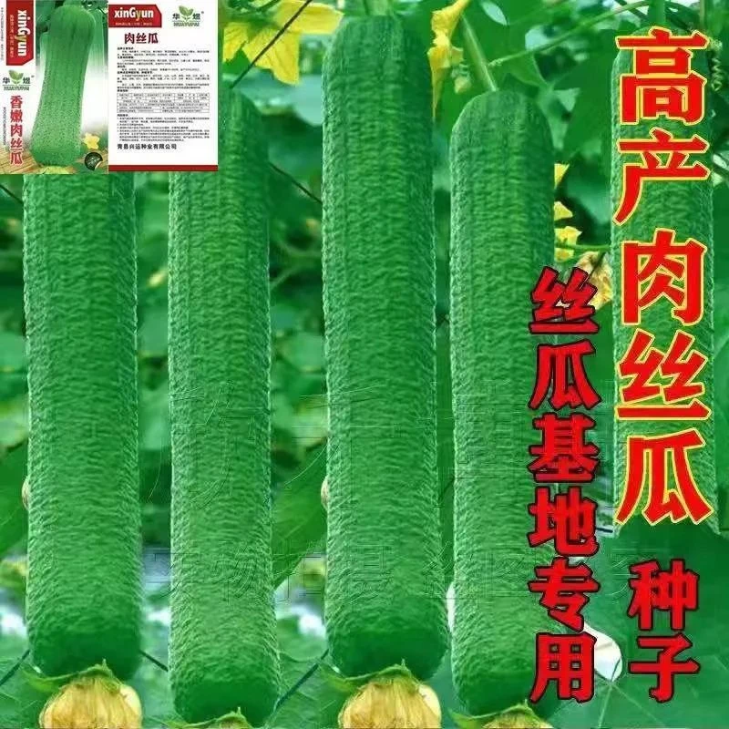 【10万+好评】肉丝瓜种子高产早熟瓜种籽四季香丝瓜当季蔬菜籽