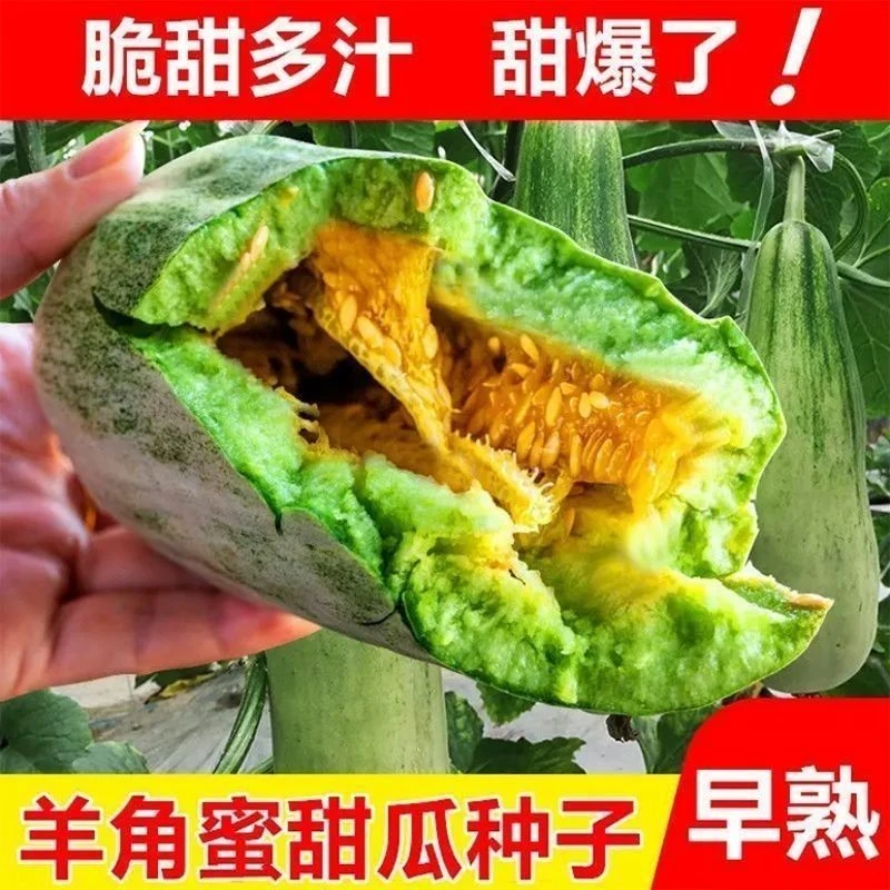 羊角蜜甜瓜种籽羊角酥甜瓜种子薄皮香瓜密春季四季水果特大超种子