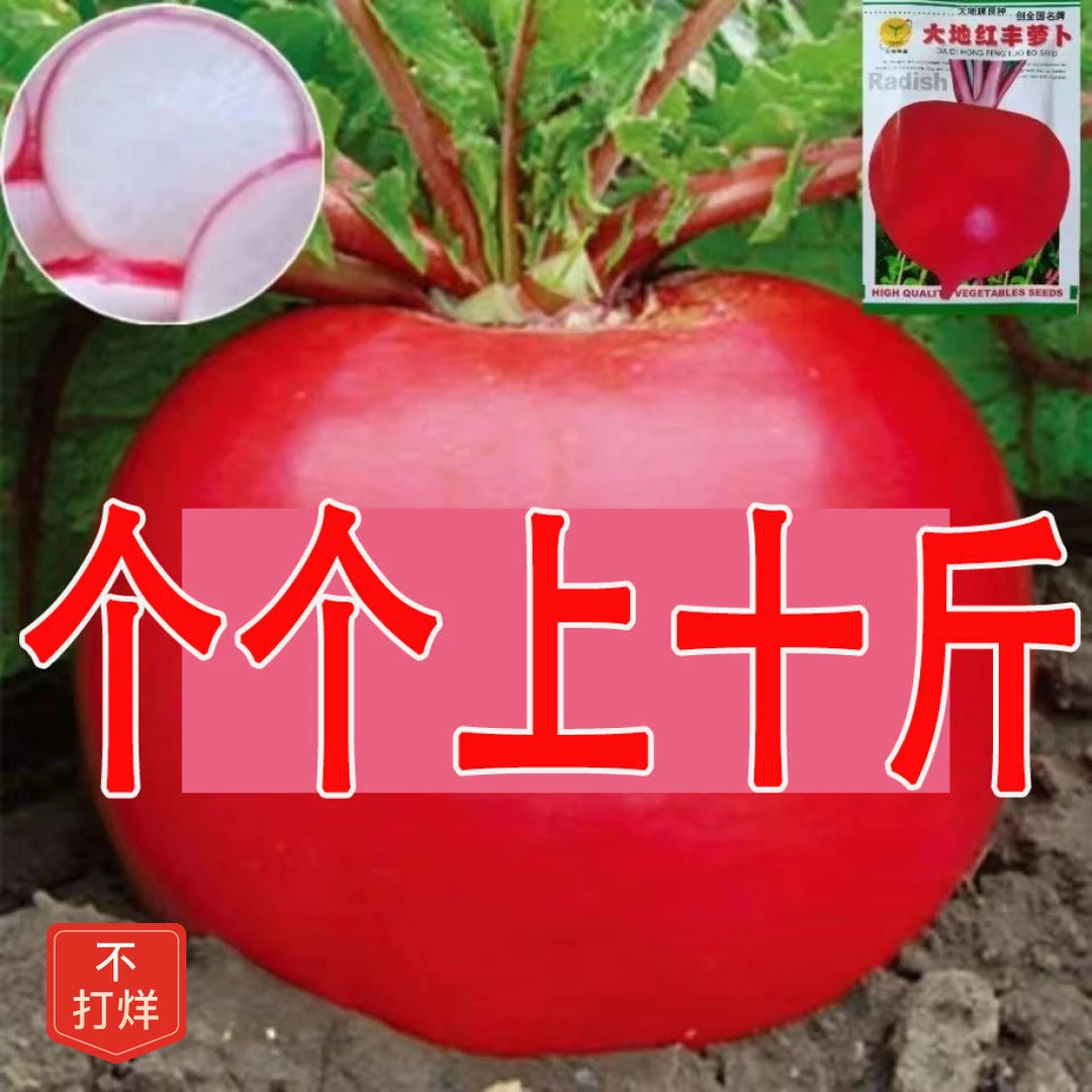 大红圆萝卜种子南北方春夏秋季红皮白心水萝卜籽阳台盆栽蔬菜种子