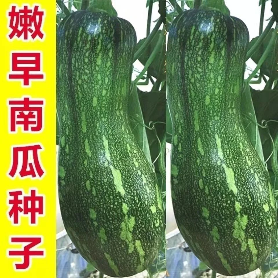 早熟嫩早秘本南瓜种子嫩南瓜种长蔓吃藤金瓜早熟春季面瓜甜糯