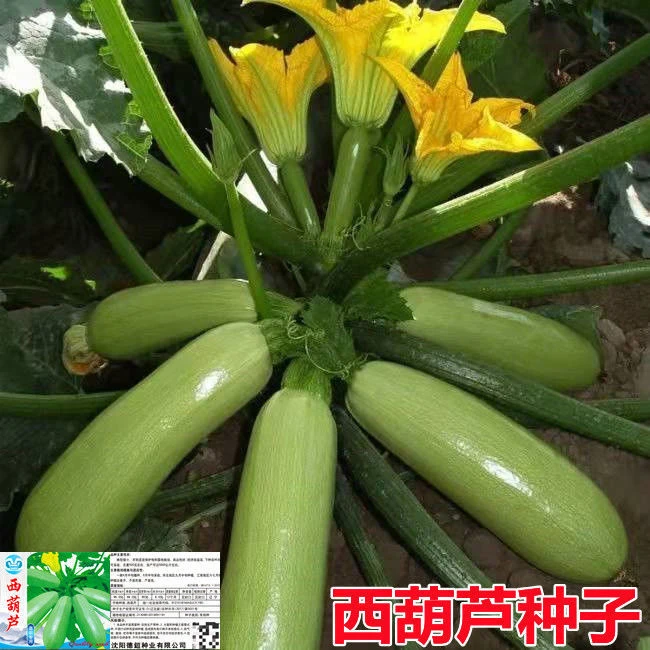 西葫芦种子原装高产蔬菜种子春季易种西湖瓜阳台盆栽菜种耐寒抗病