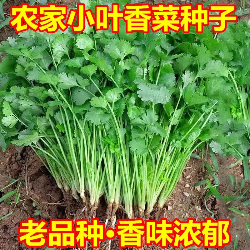 农家小叶香菜种子老品种浓香型小香菜籽四季易种阳台盆栽蔬菜种籽