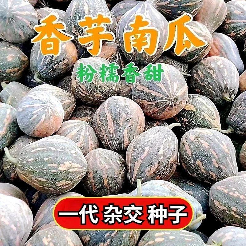 【今年新种】正宗奶油香芋南瓜种籽甜粉糯南瓜籽春季蔬菜种子大全