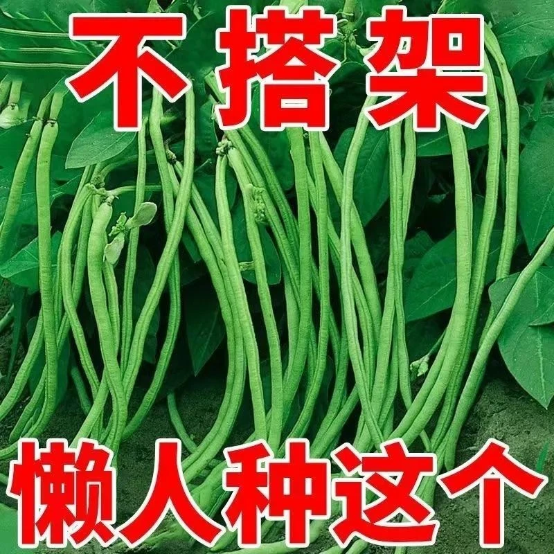 无架长豆角种子 非转基因四季豆角不搭架盆栽高产矮生长豇豆种子