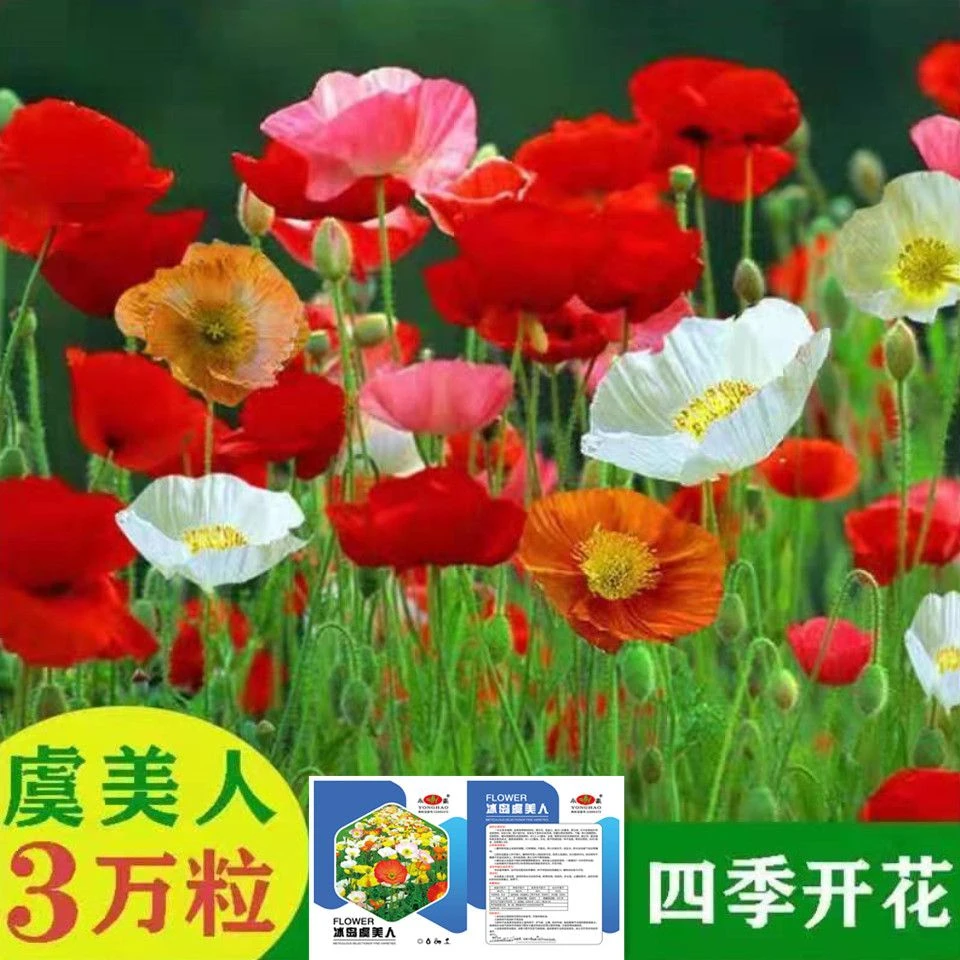 冰岛虞美人花种室内外阳台庭院盆栽植物花种籽子耐寒耐热四季易种
