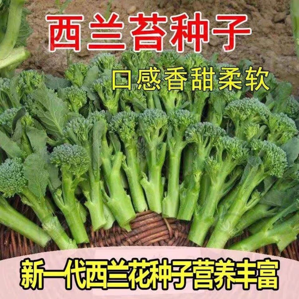 绿西兰苔种子有机西洋芥兰种子长茎小西兰花 芦笋青花笋秀兰芥蓝