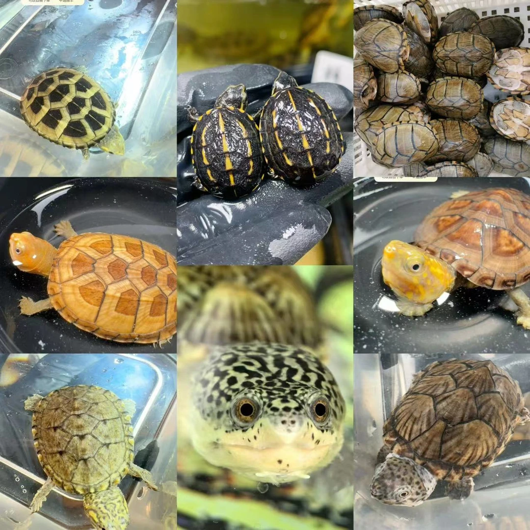 侧颈龟 西非 沼泽 圆奥 蛋龟 窄桥 萨尔文（直播间）