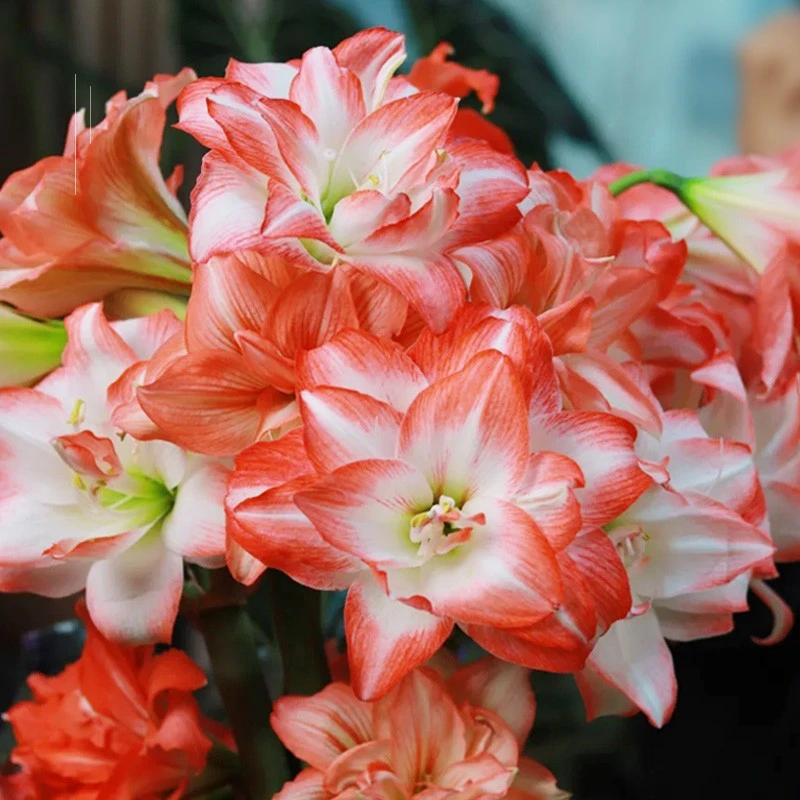 【蓝光专属】花孔雀 8+朱顶红国产球 室内阳台庭院多年生