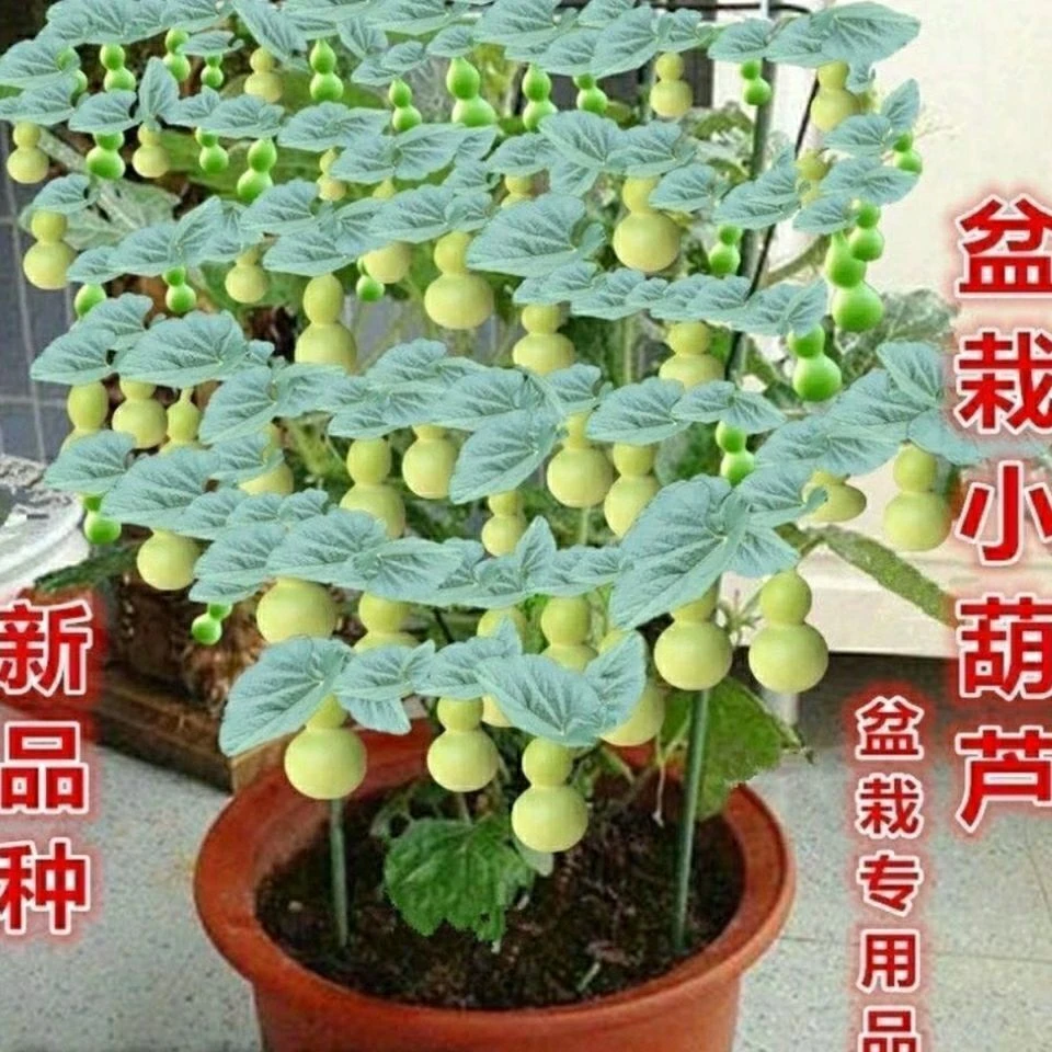 【特小手捻小葫芦种子】盆栽易活四季易种葫芦苗种子庭院阳台可种
