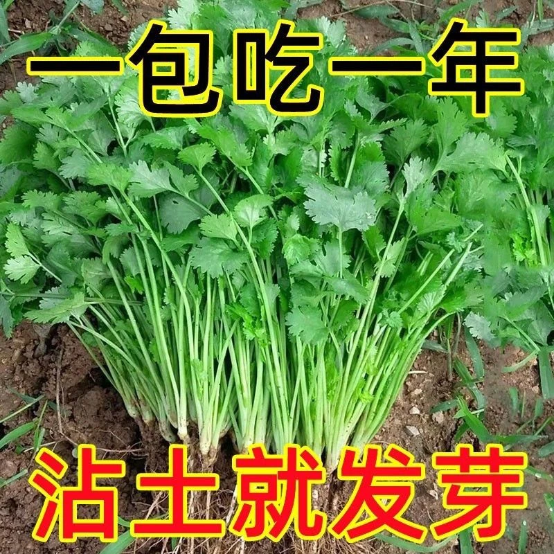 四季小香菜种子阳台室内花卉盆栽庭院蔬菜四季种植菜子香菜籽种子