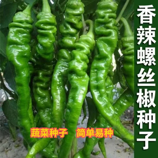 螺丝椒种籽螺丝椒种子四季食用夏季蔬菜种子家庭种植春季早熟辣椒