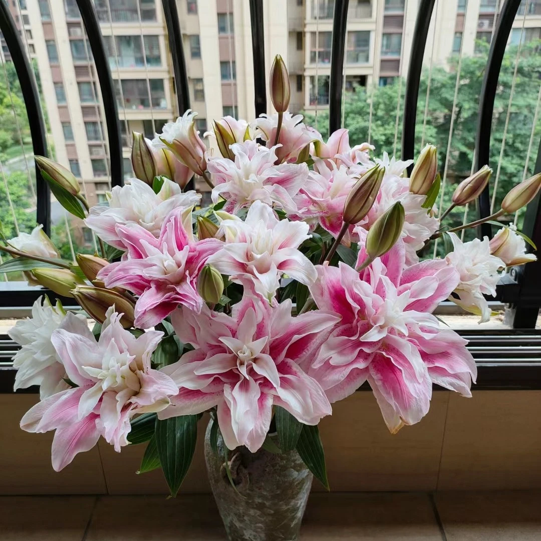 伊莎贝拉多头重瓣香水百合水仙花顺丰包邮鲜花花卉新鲜鲜花百合花