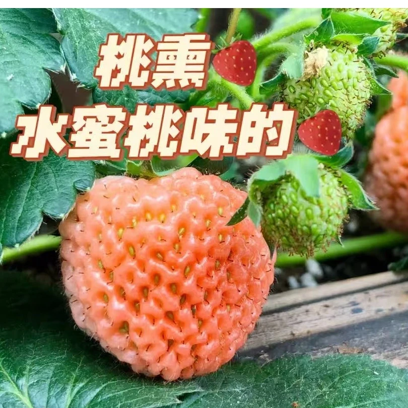 【买满4盆包邮】草莓苗白色草莓苗粉色草莓苗黑色草莓苗成活率高