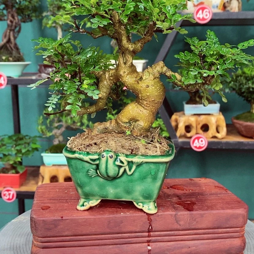 【闪购商品】陈*娟