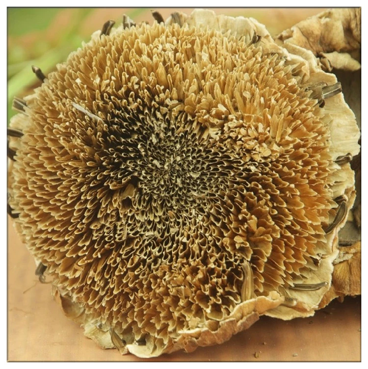 （华姐专属）葵花盘干盐碱地向日葵干盘500g内蒙特产整个葵花籽盘