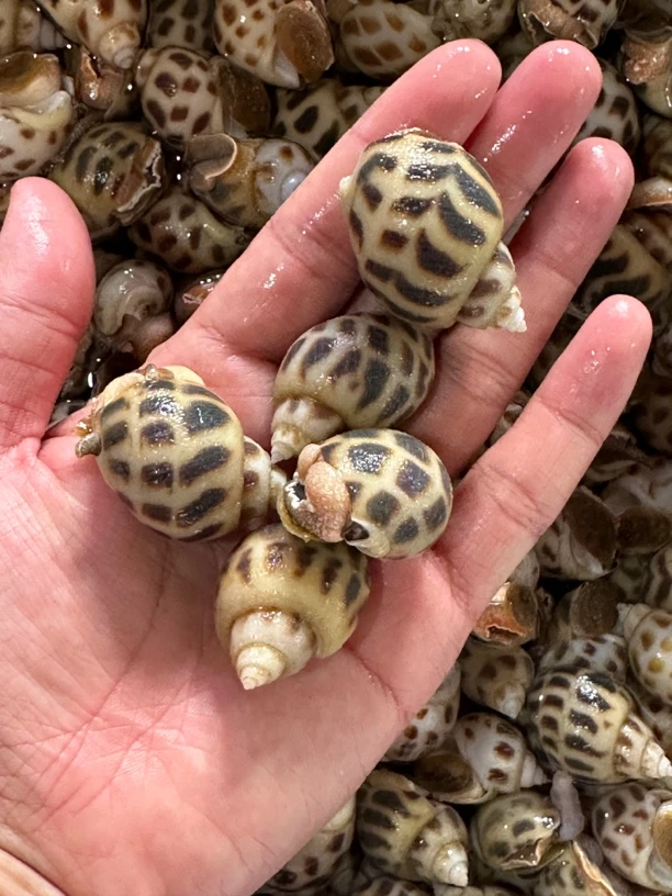 海南花螺海鲜1斤花螺同城送