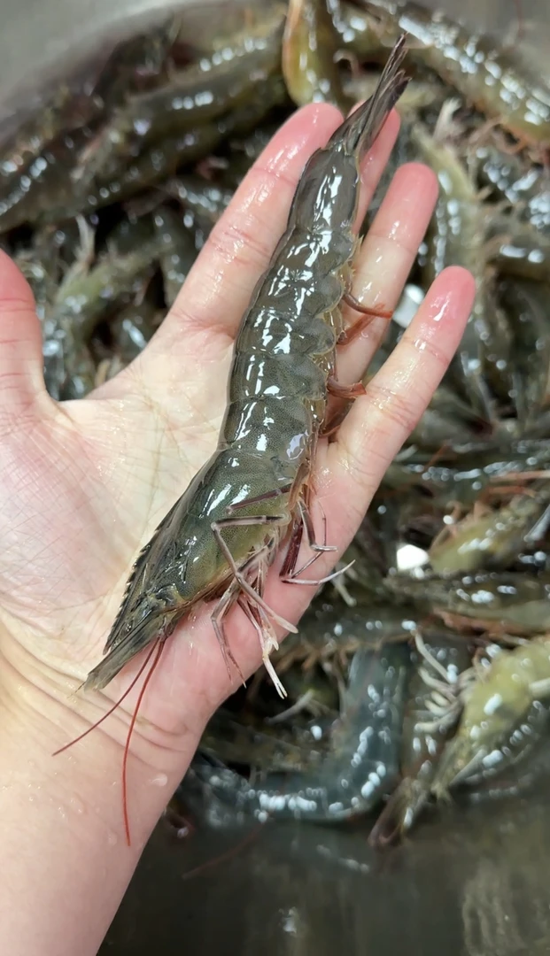 鲜活大明虾1斤（15条左右）配送无法保证每只鲜活到家，介意勿拍！