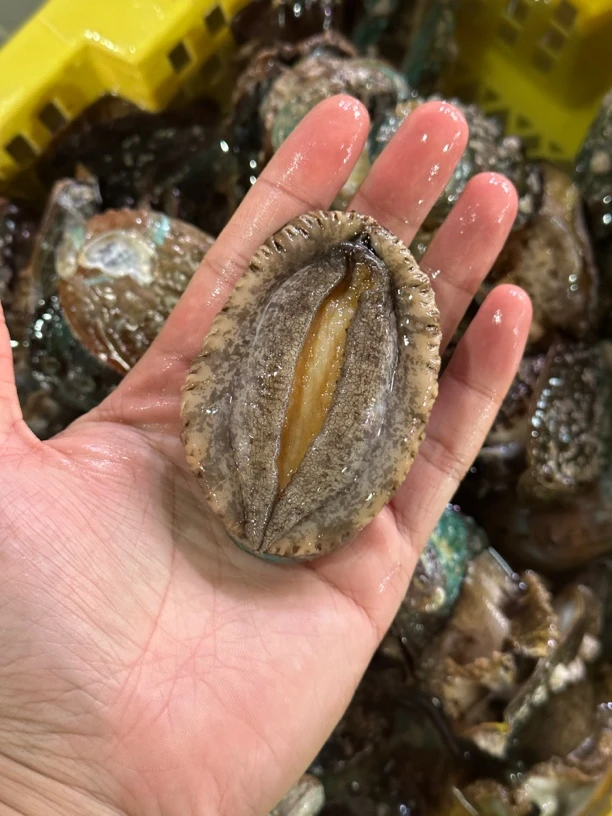 鲜活10头鲍鱼1个（约50克）