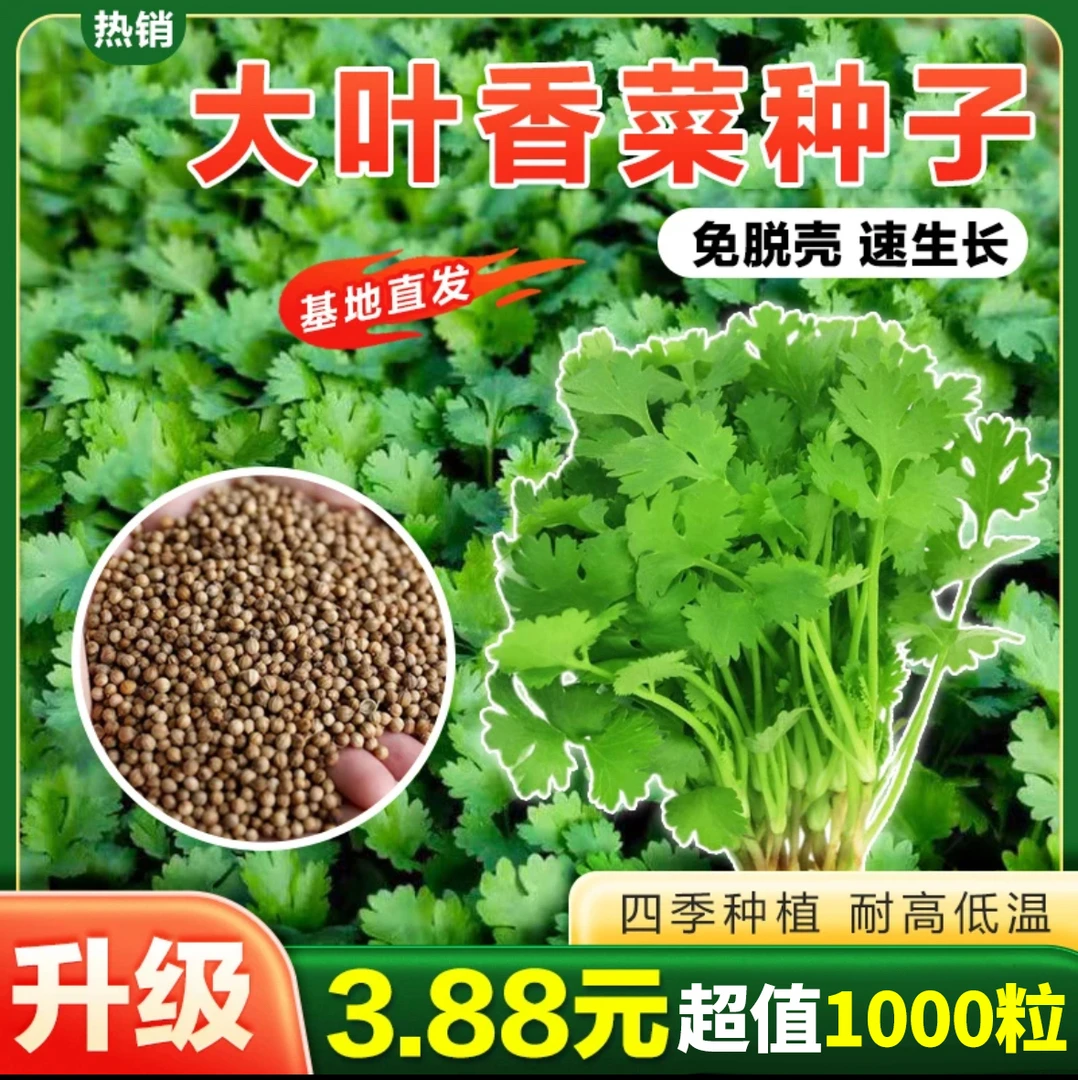 大叶香菜种子耐热耐寒抽芫荽种籽四季蔬菜盆栽蔬