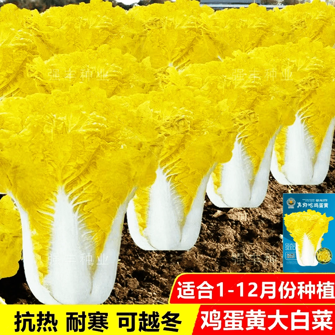 鸡蛋黄奶油大白菜种子真好吃黄心快菜种籽耐热四季播蔬菜种子