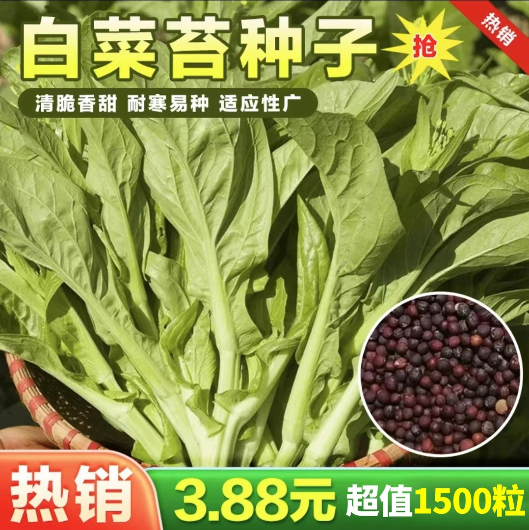 白菜苔种子种籽菜种苔菜四季菜心蔬菜种子h