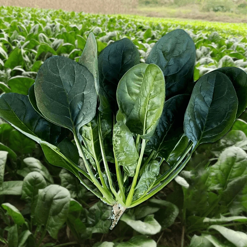 大叶菠菜种子耐热耐寒种籽菠菜种籽春秋冬四季农家蔬菜菠菜籽种孑