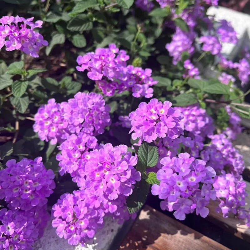 藤蔓紫色五色梅五彩花阳台庭院花卉植物四季垂吊花耐热耐寒花期长