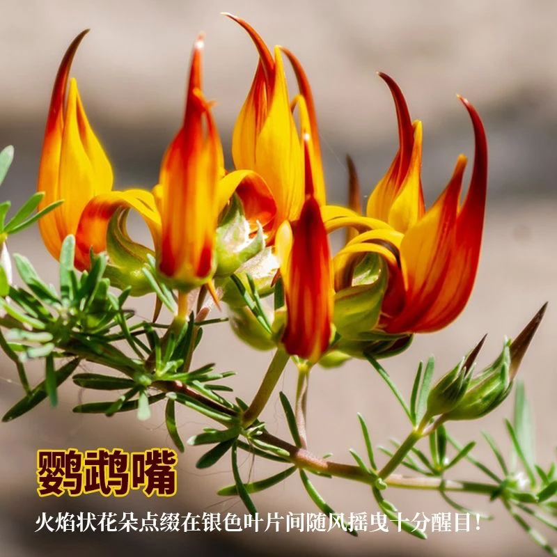 鹦鹉嘴花加纳利百脉根银叶花卉垂吊悬挂多年生藤本耐寒植物好养活
