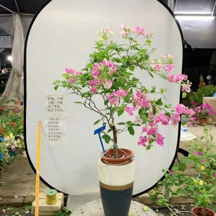 【花华园艺】三角梅一物一拍喜阳好养室内室外四季开花基地直发