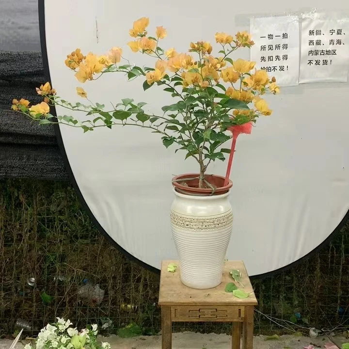 【花华园艺】三角梅一物一拍 （按照编码拍 351--400）