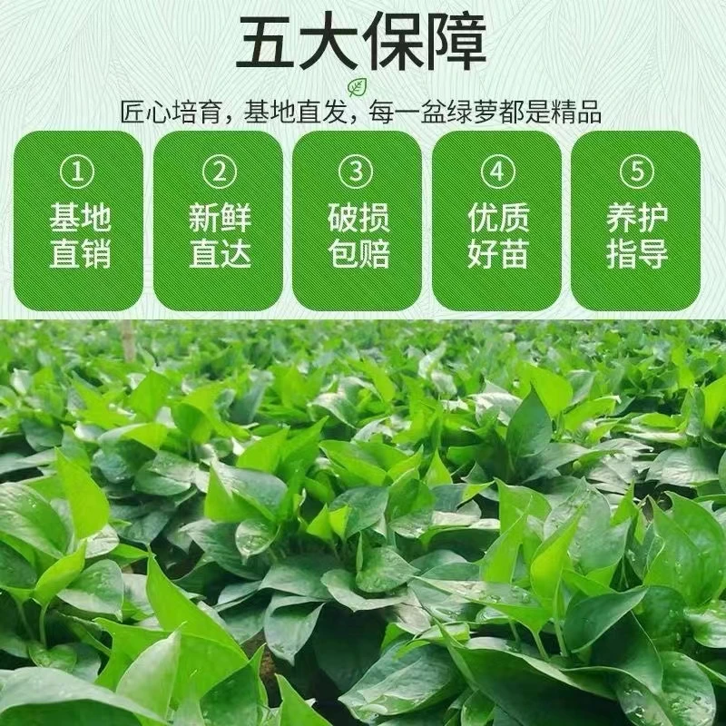 绿萝盆栽室内植物花卉家用新房吸除甲醛绿植水培长藤垂吊大叶绿箩