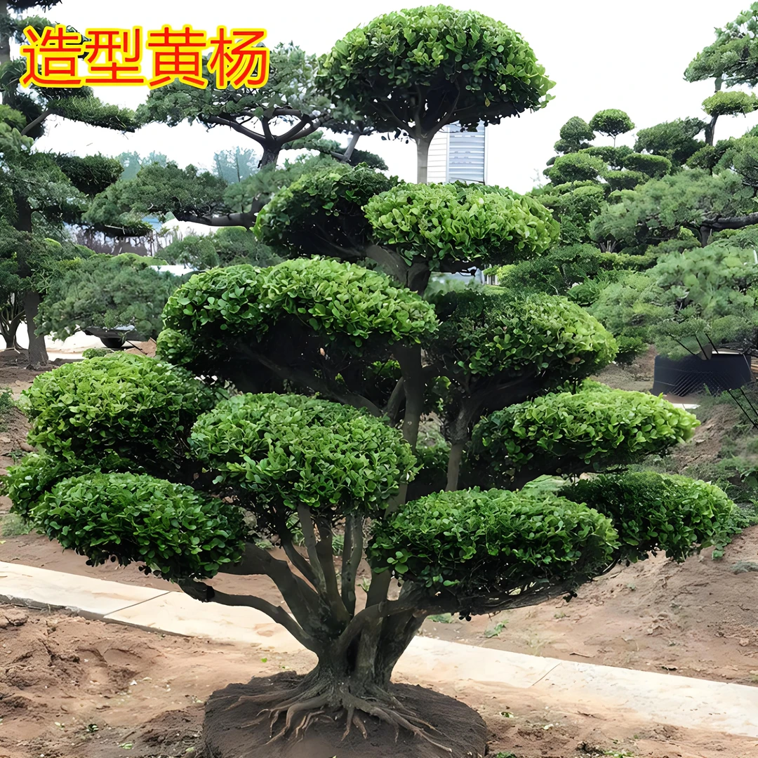 造型罗汉松瓜子黄杨黑松盆景松盆栽地栽庭院别墅首选一物一拍
