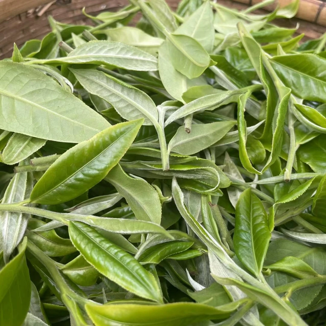 2023年布朗山乔木大树头春散茶云南大叶种晒青毛茶