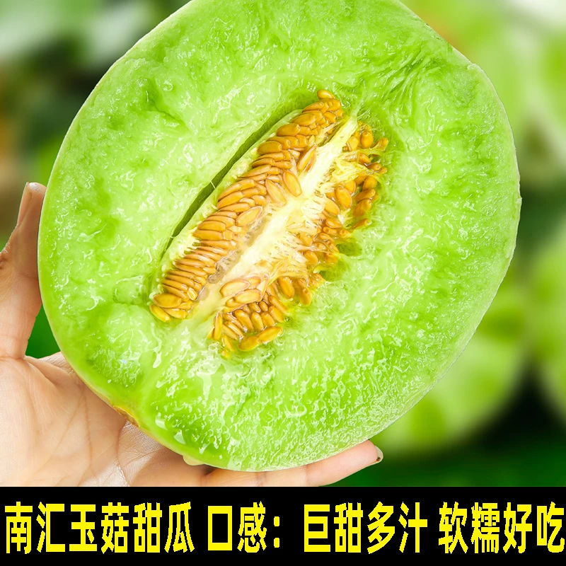 南汇玉菇甜瓜新鲜水果现摘现发南汇直发玉茹甜瓜应季当季水果整箱礼盒装水果甜瓜新鲜上海青杠兴