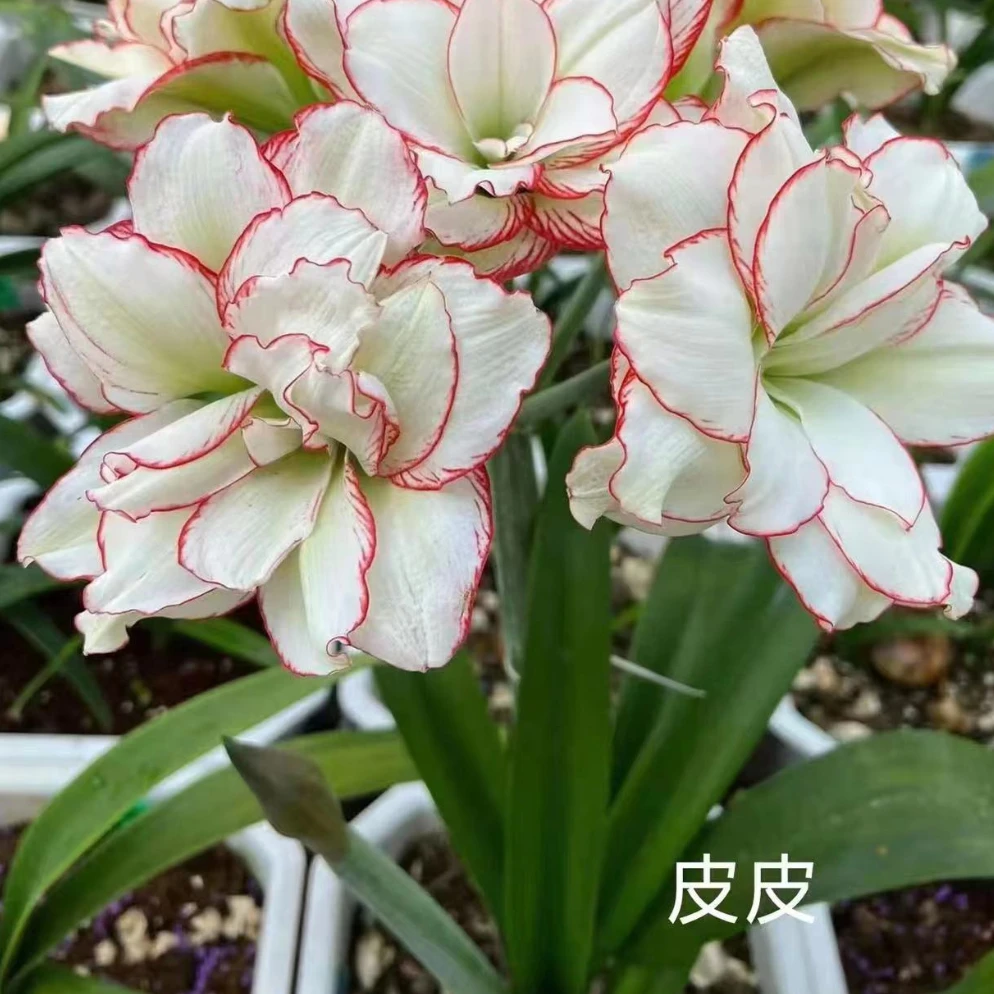 朱顶红 花卉  皮皮2+