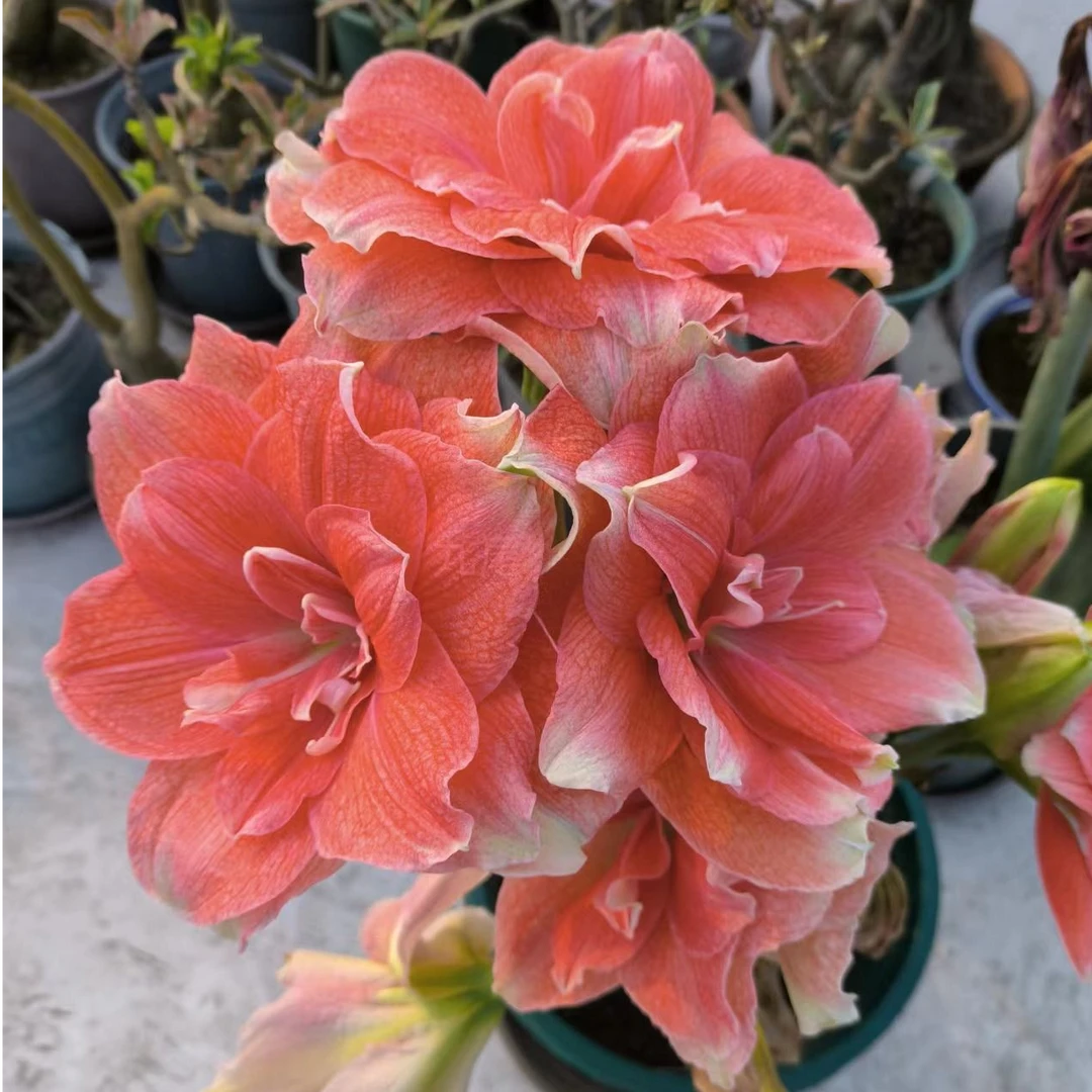 朱顶红 花卉 珊瑚之星3+两颗