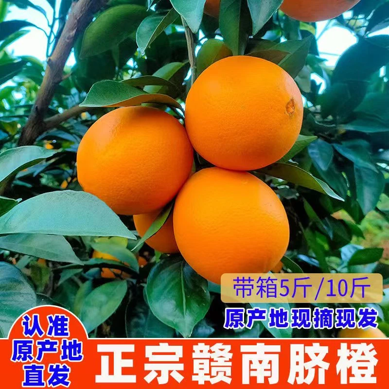 江西正宗赣南脐橙精品大果带箱5/10斤装香甜多汁肉嫩当季新鲜果